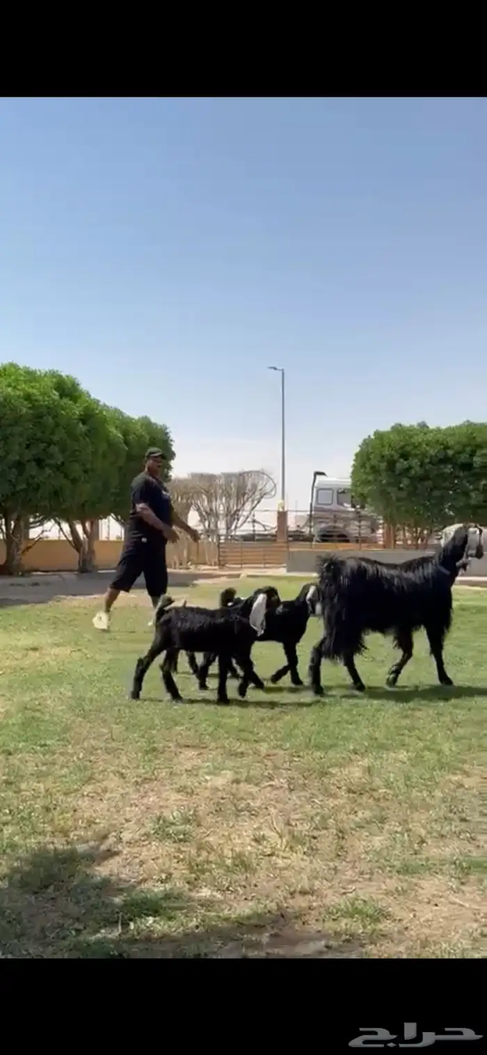 للبيع مصريه متوم تحته 3 جفرتين تيس 12