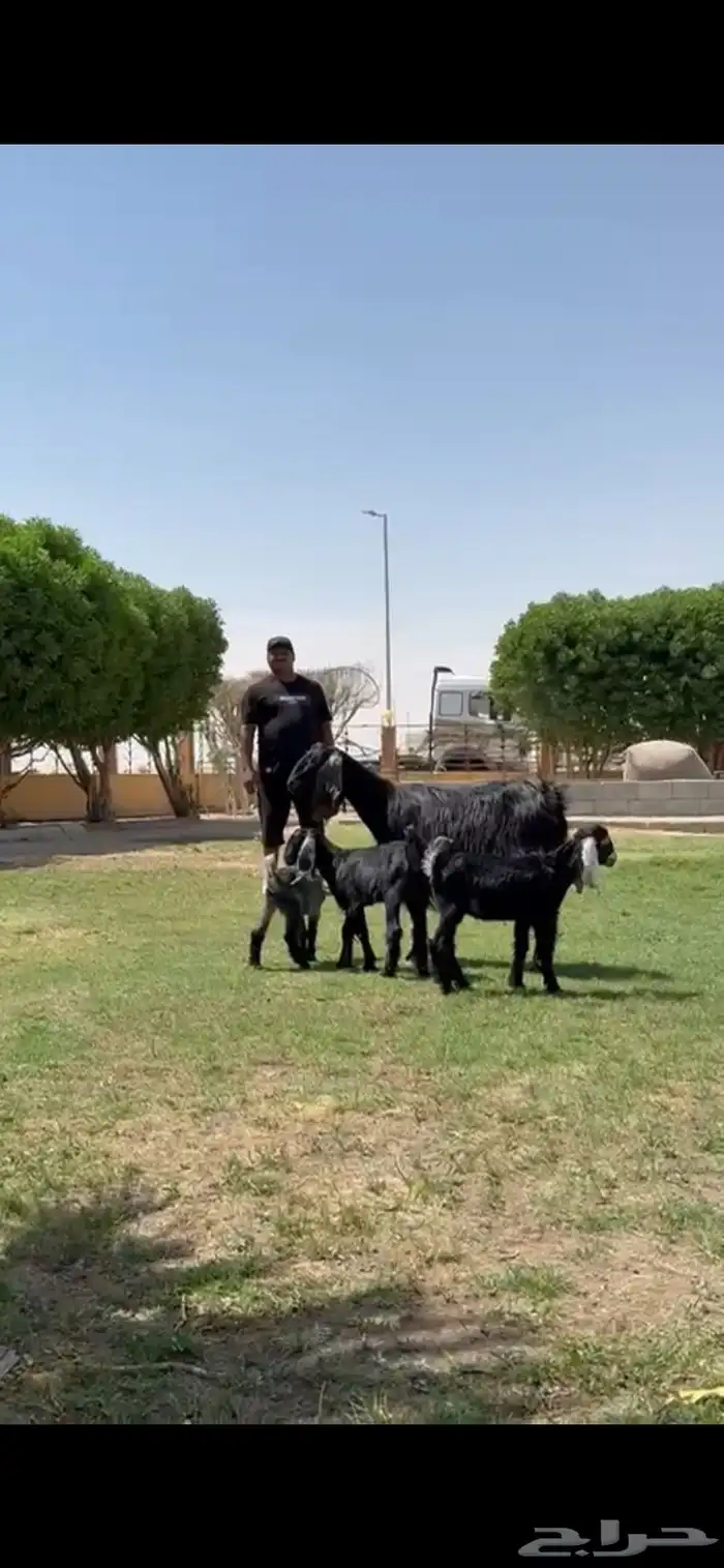 للبيع مصريه متوم تحته 3 جفرتين تيس 11