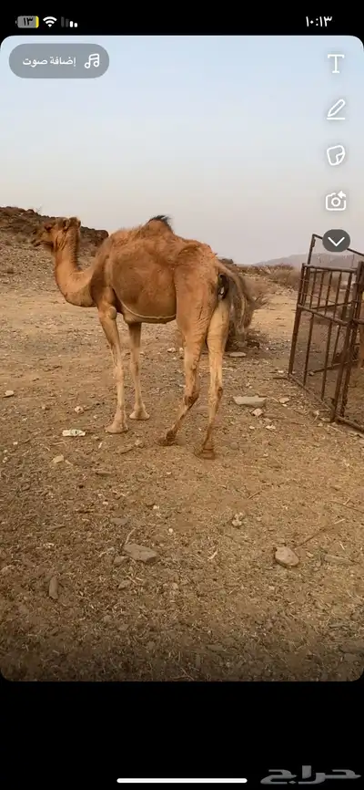 ابل ثانتين وحده لقحه ووحده مبيوع ولده 1