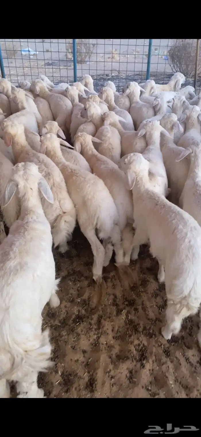 تم البيع اضغط متابعه يصلك كل جديد نعرضه 1