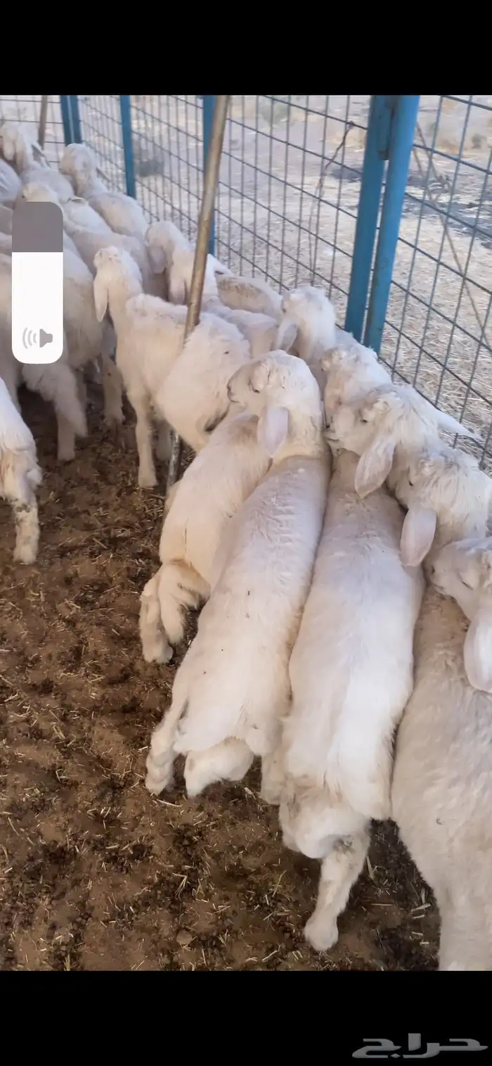 تم البيع اضغط متابعه يصلك كل جديد نعرضه 0