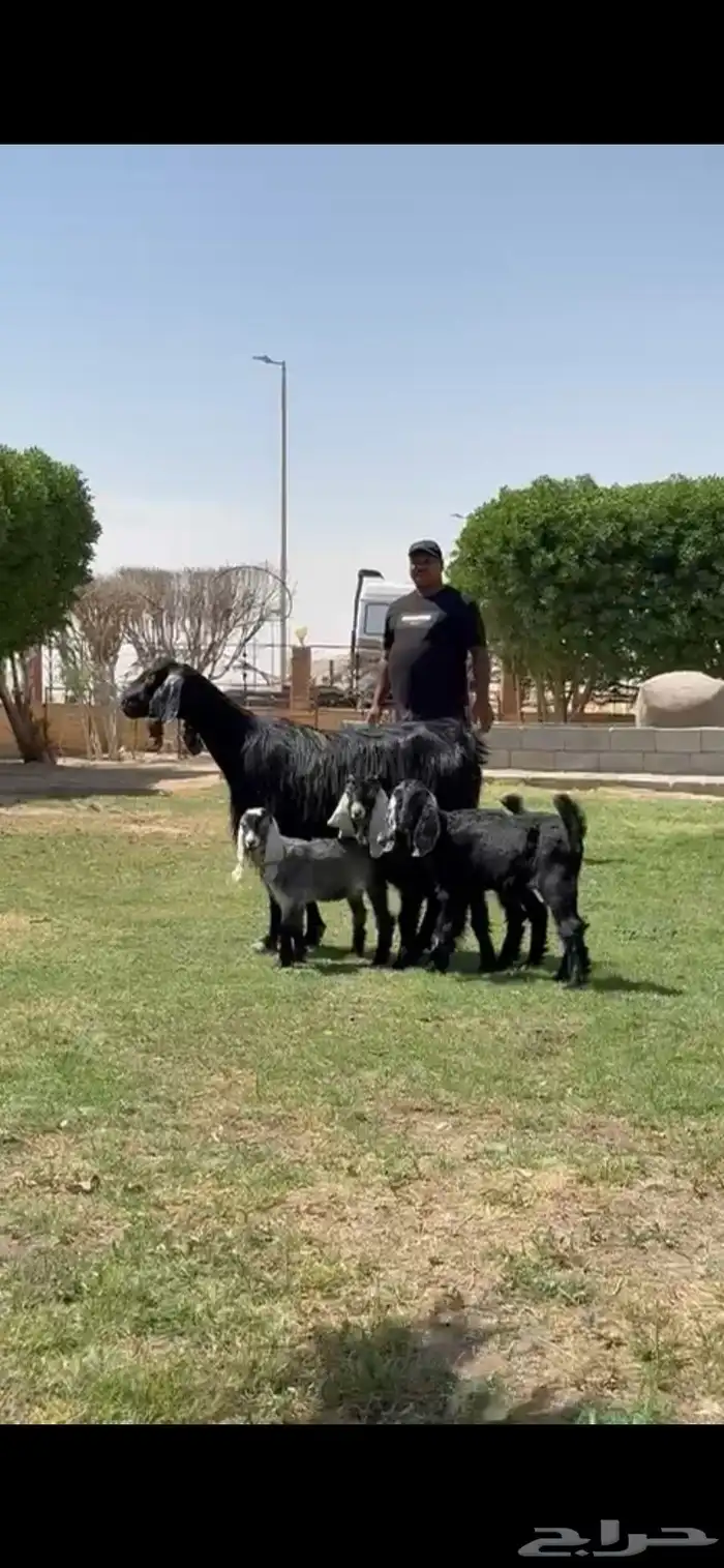 للبيع مصريه متوم تحته 3 جفرتين تيس 8