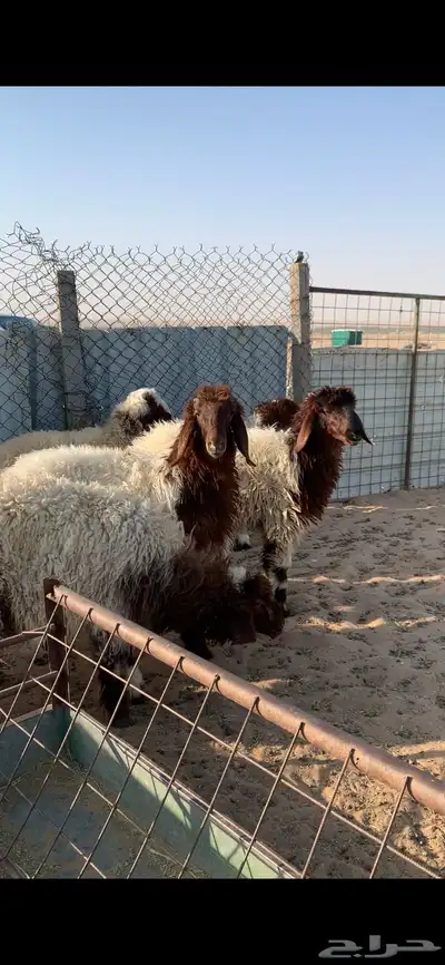 ذبايح للبيع 1