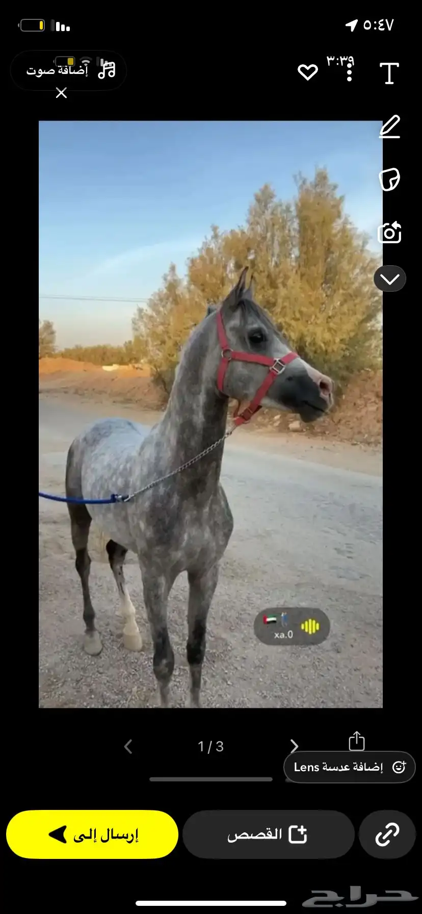 حصان طيب شعبي حار ابوه واهو امه شعبيه index
