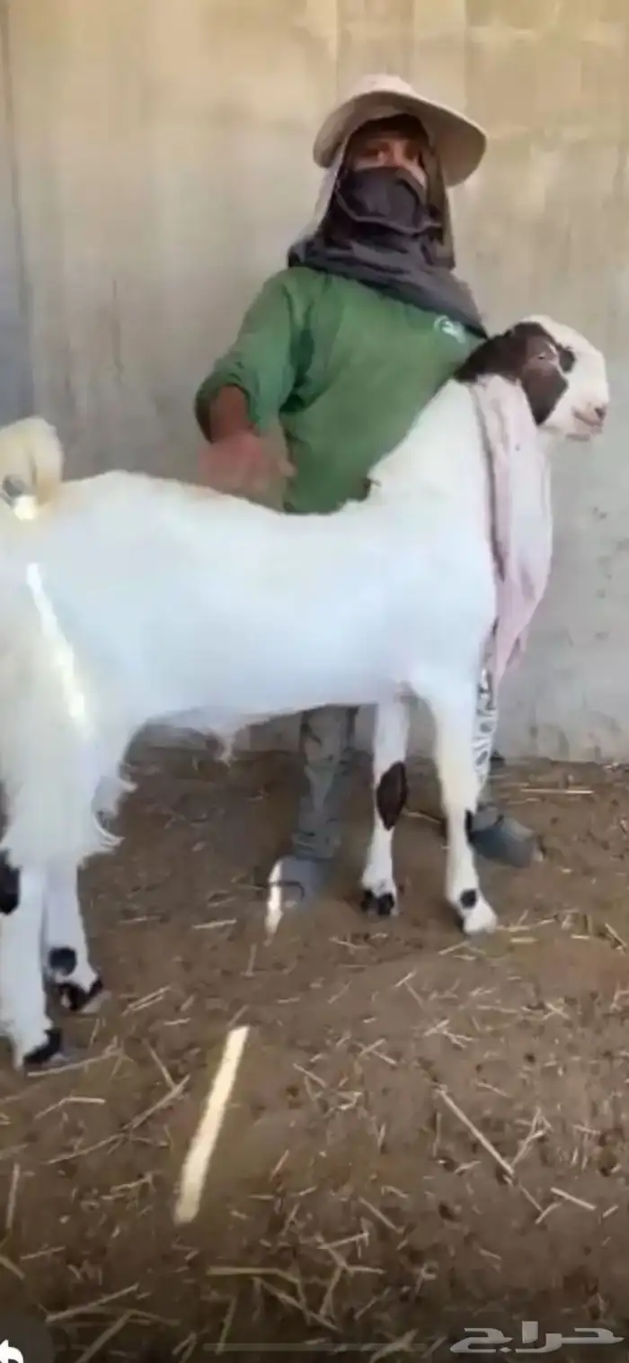 تيس علي شرط 0