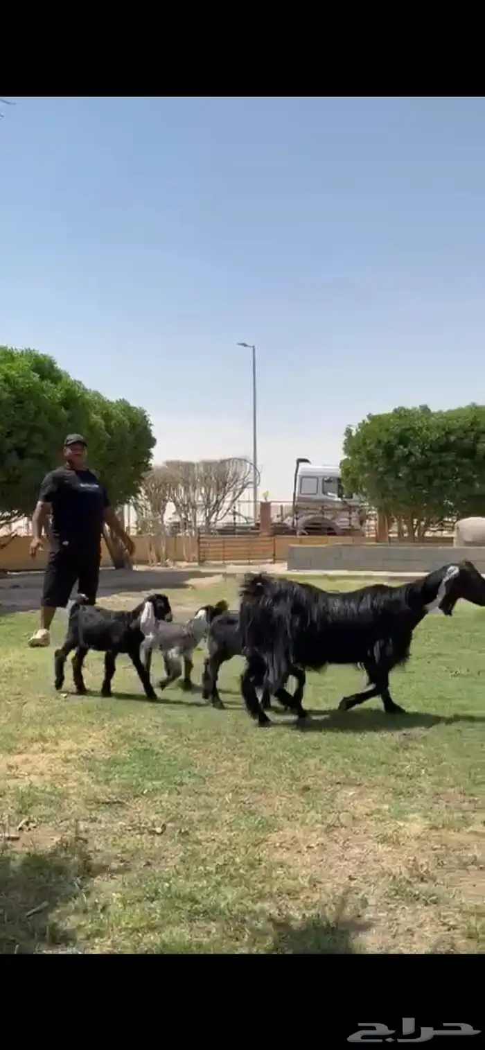 للبيع مصريه متوم تحته 3 جفرتين تيس 6