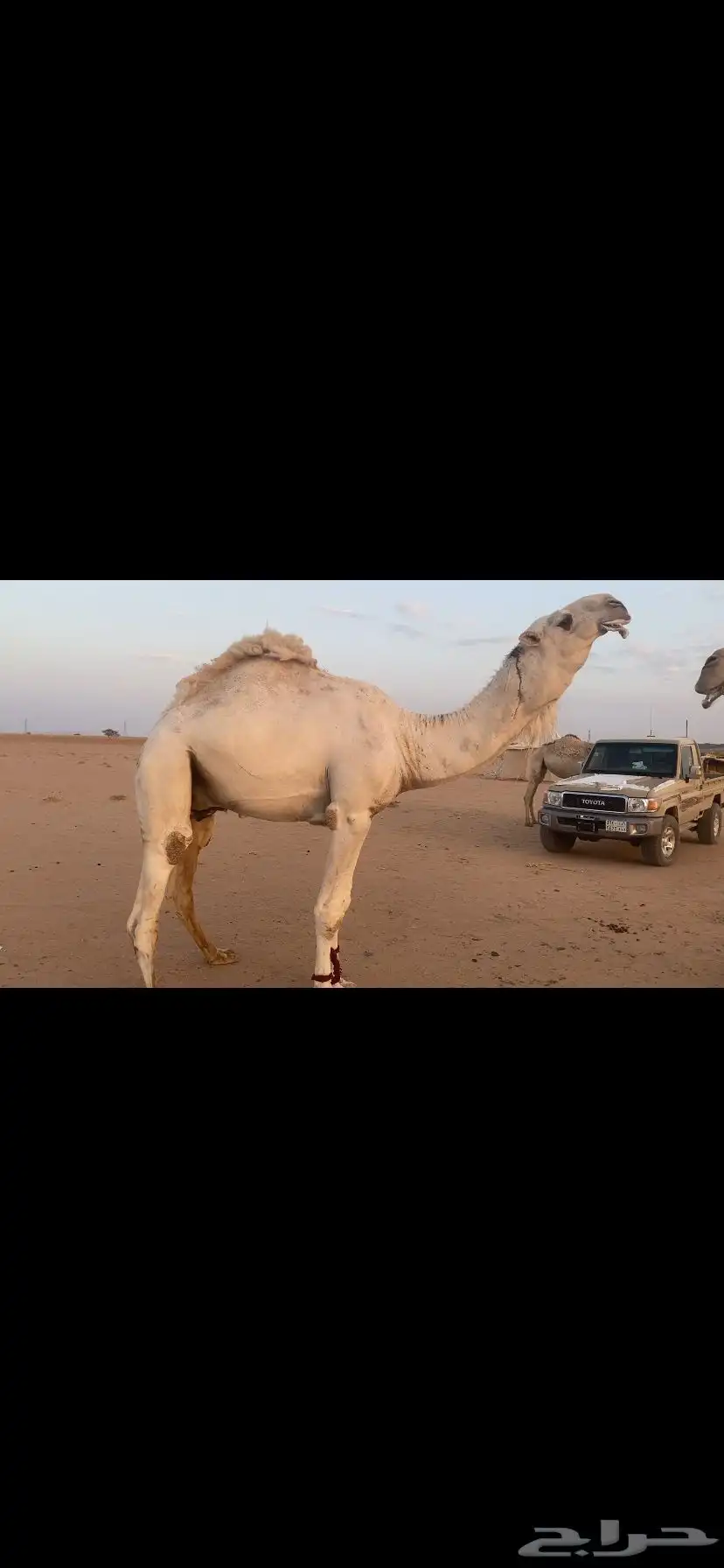 جذع باتلي كفو index