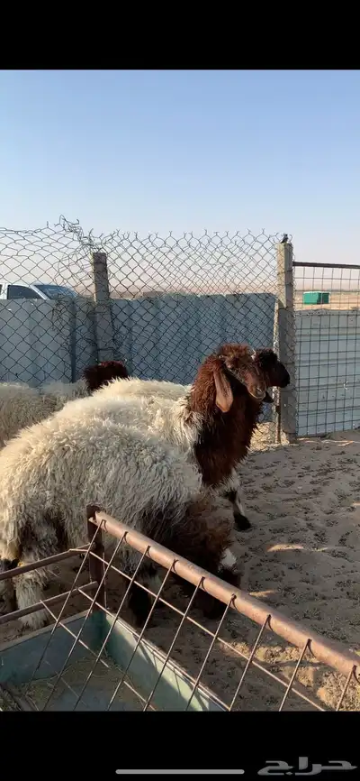 ذبايح للبيع 0
