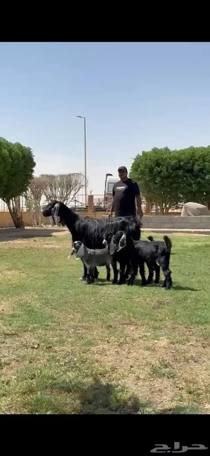 للبيع مصريه متوم تحته 3 جفرتين تيس 5