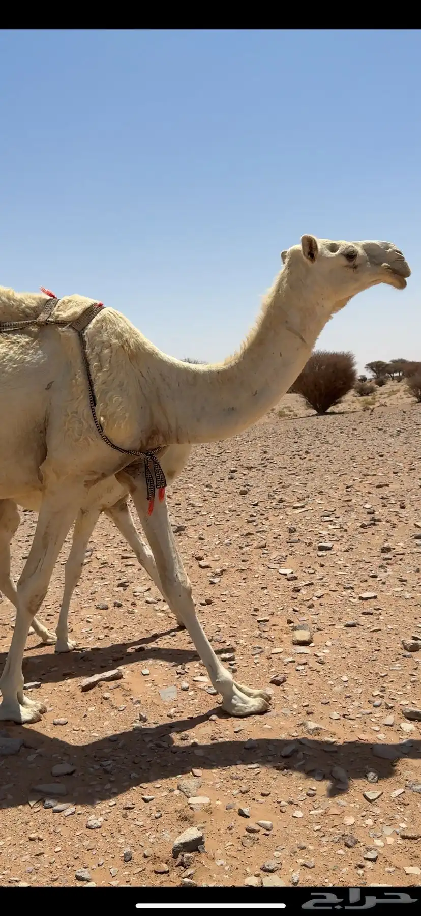 للبيع ناقة وضحاء عشراء تحتها بكره جدها حاكم ابن قريع 0