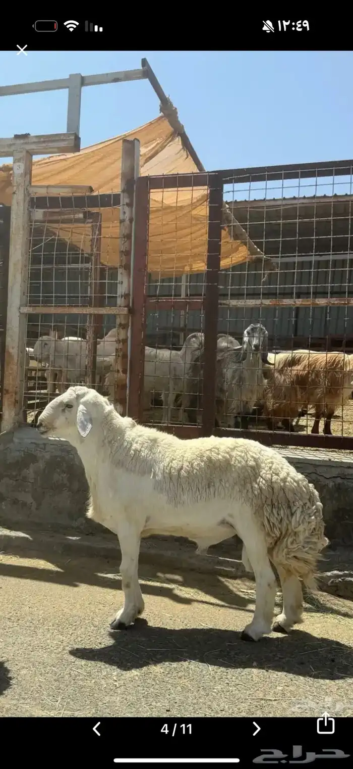 فحل حري سديس صنف حلال الصياد 2
