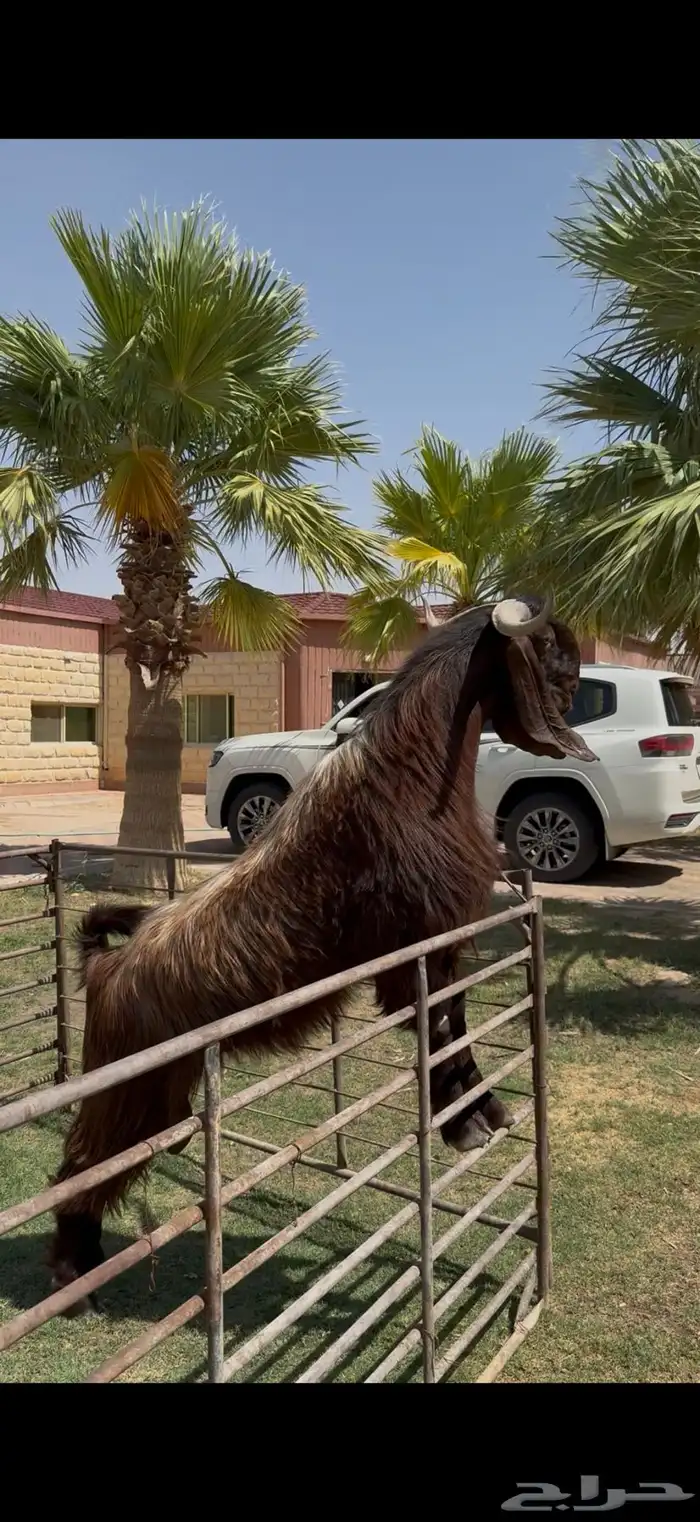 فحل قبرصي لون ملكي وخصم 0