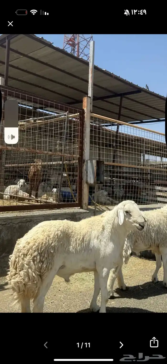فحل حري سديس صنف حلال الصياد 1