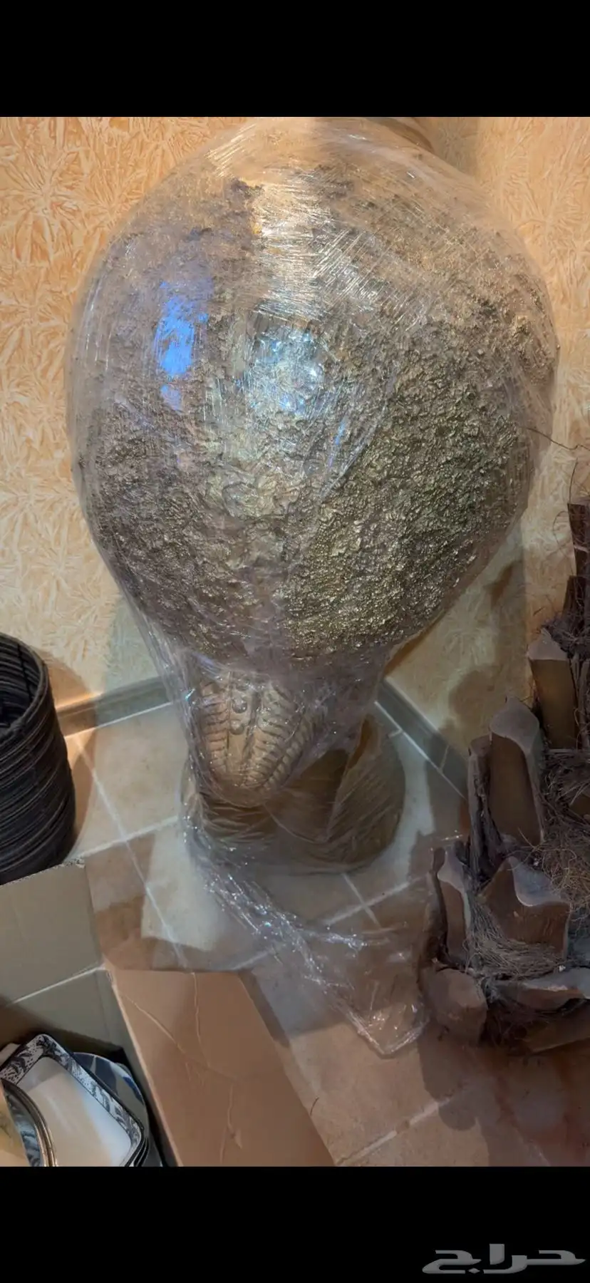 تحفة كبيره وزه جميله جدا 1