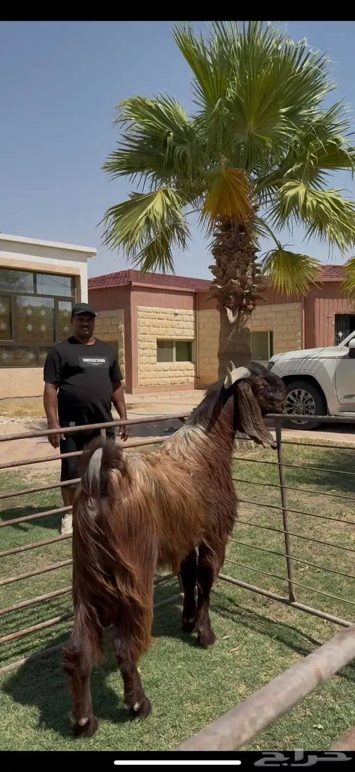 فحل قبرصي لون ملكي وخصم 3