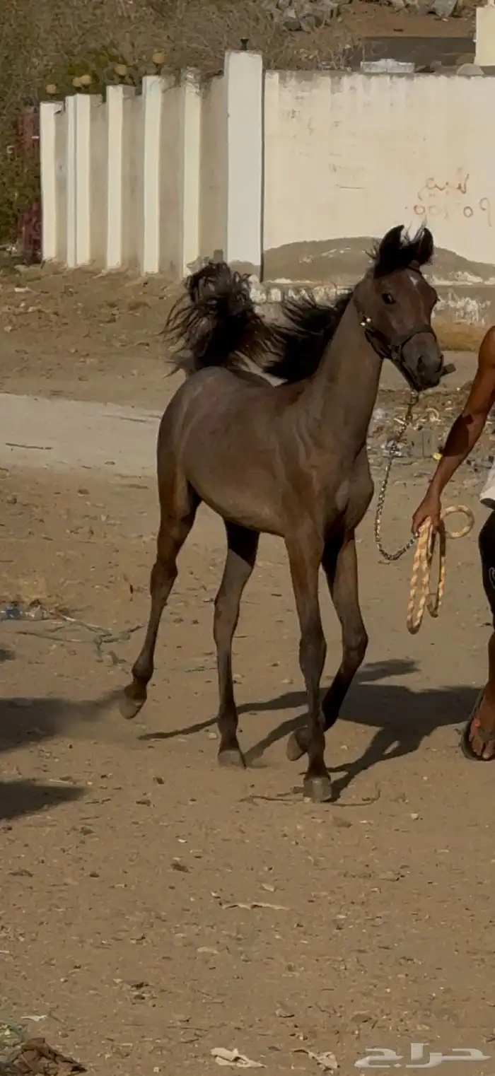 مهره شعبيه للبيع 0