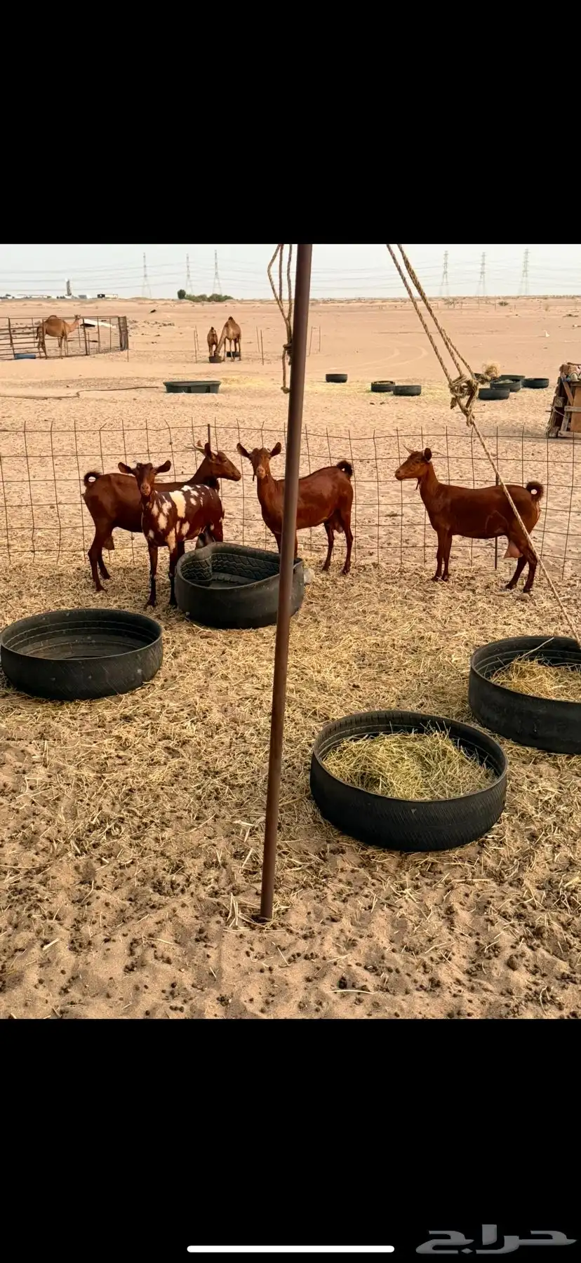 ماعز محايل عسير غنم طيبة حليب 0
