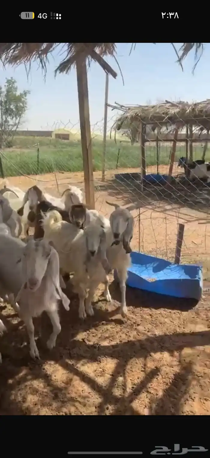 معزا بيض للبيع 3