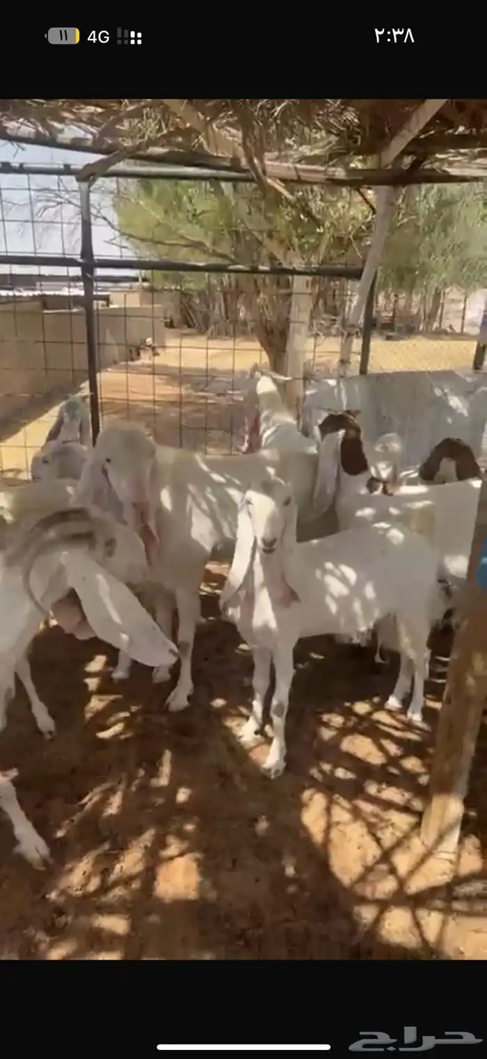 معزا بيض للبيع 7