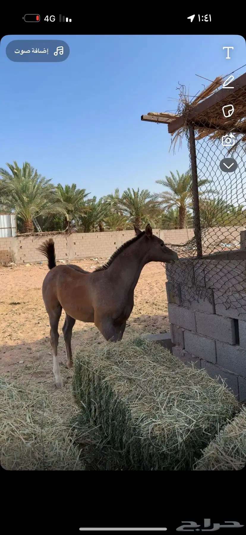 فرس شعبيه تحتها مهره شيخه 2