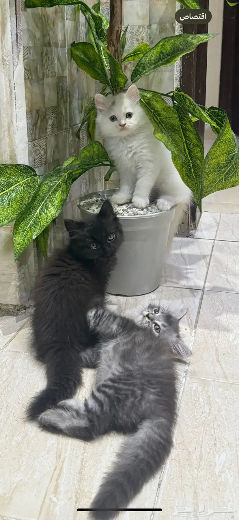 قطط صغيره للبيع العمر شهرين 0