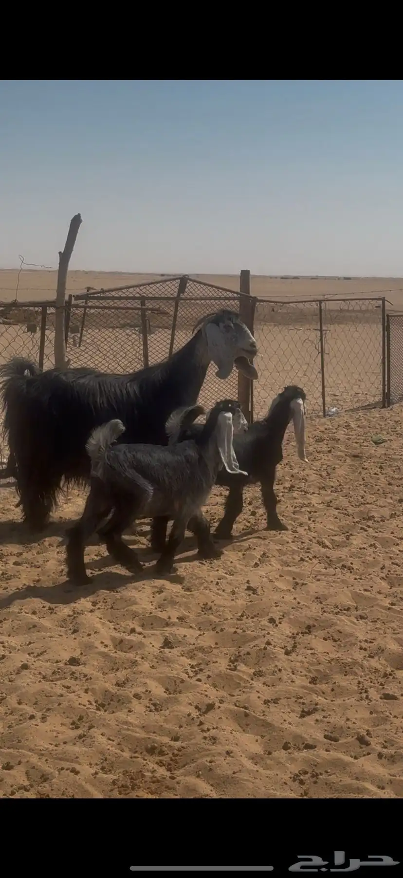 عنز عارضية صنف تحتها جفرتين ديد خصم ويزود على بناتها 0