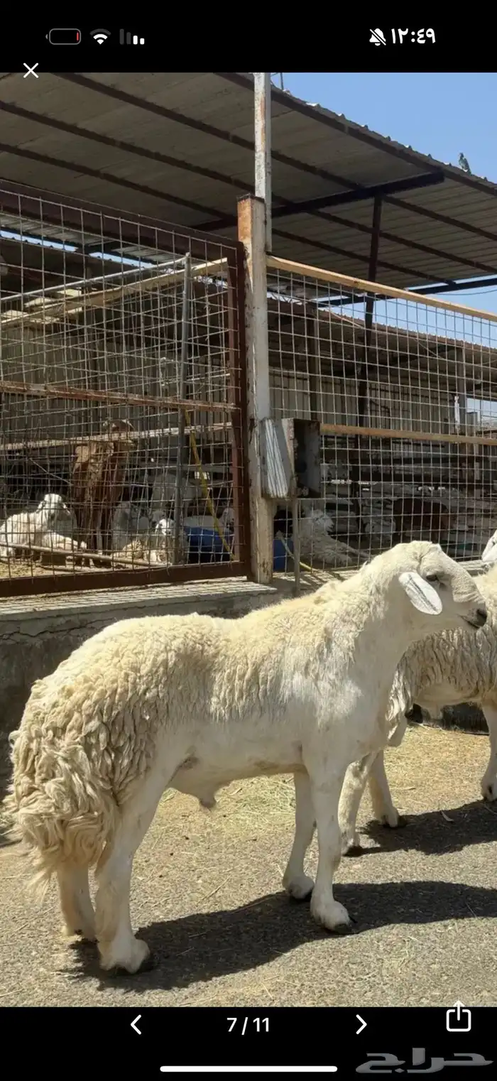 فحل حري سديس صنف حلال الصياد 3