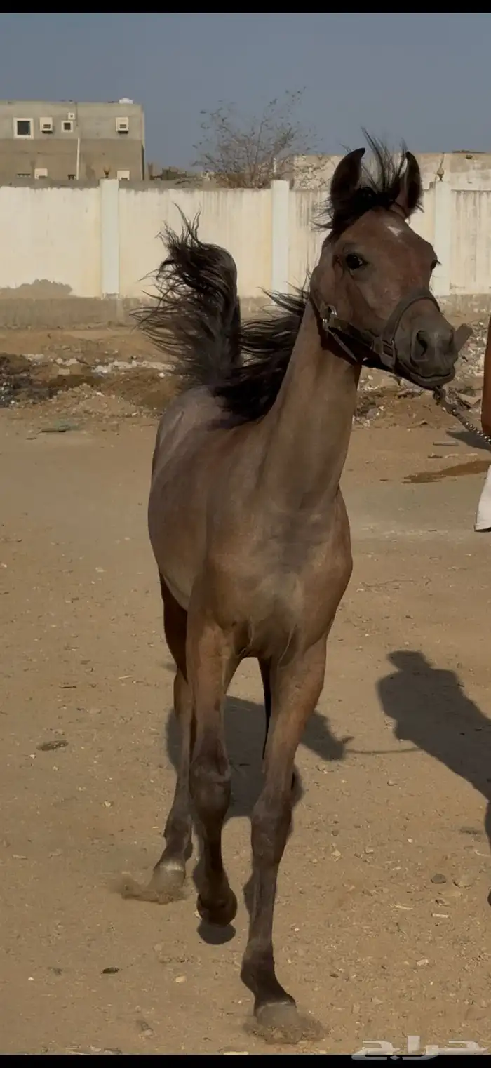 مهره شعبيه للبيع 5