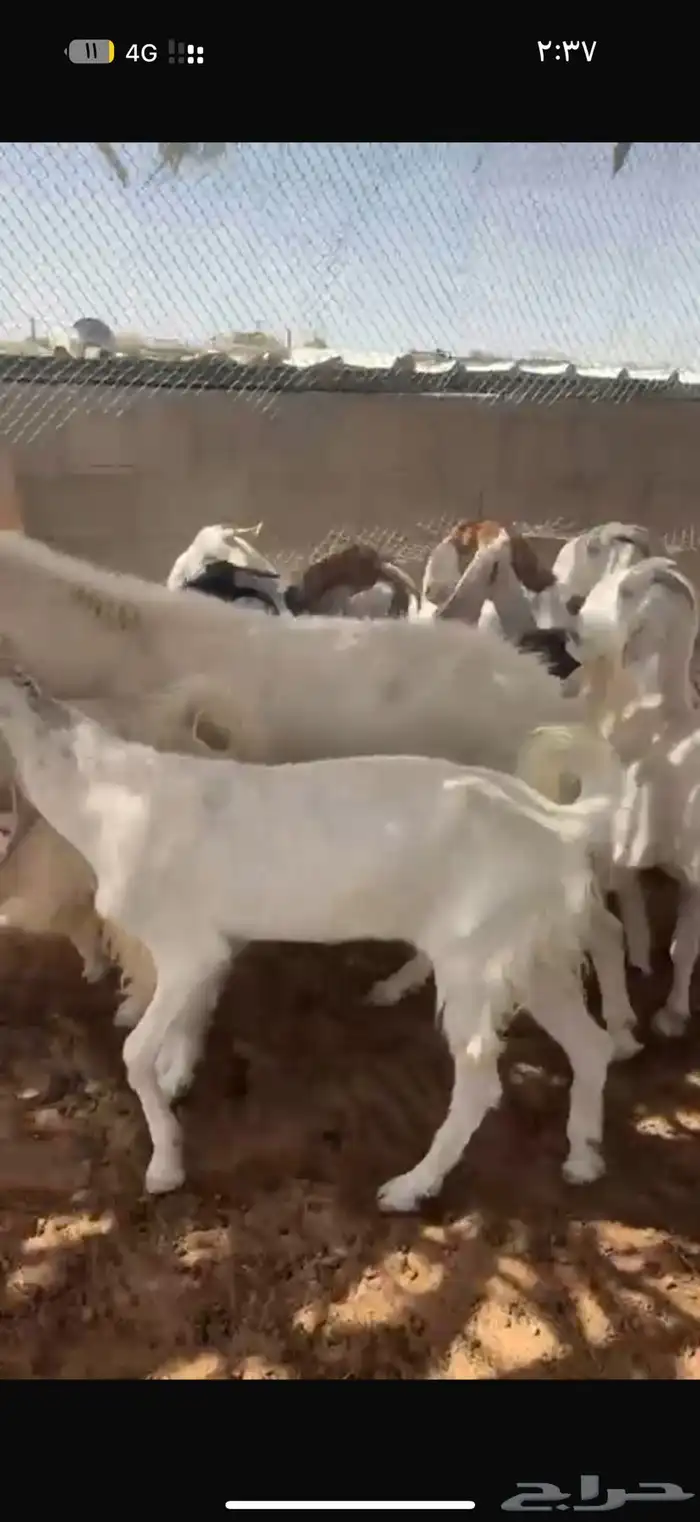 معزا بيض للبيع 1