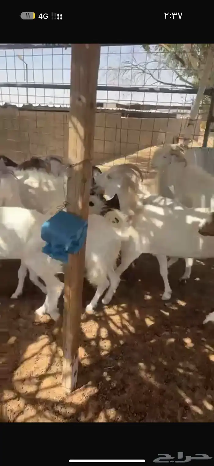 معزا بيض للبيع 0