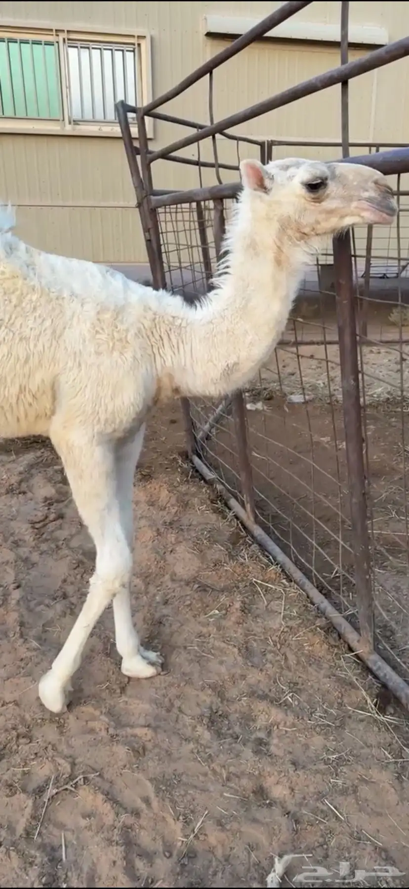 للبيع ناقة وضحاء عشراء تحتها بكره جدها حاكم ابن قريع 1