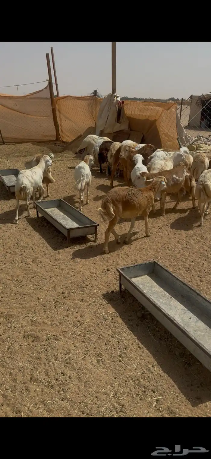 طليان رفيد طيبه وشحم 1