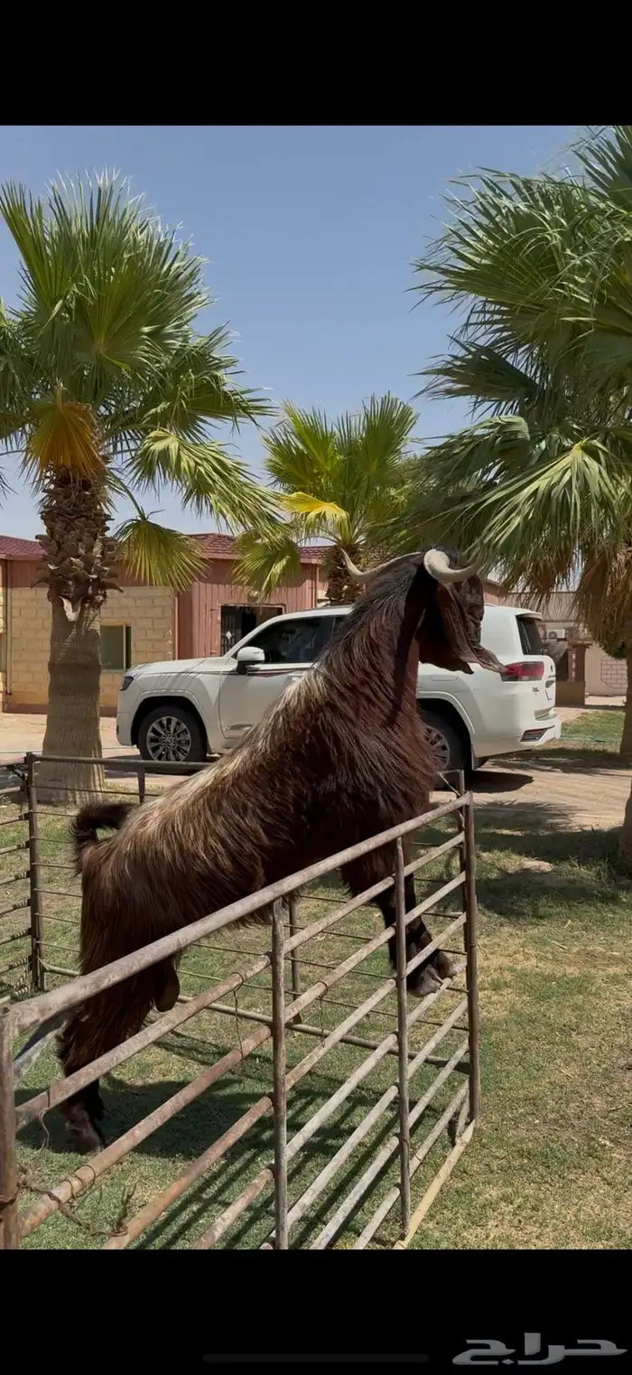 فحل قبرصي لون ملكي وخصم 5