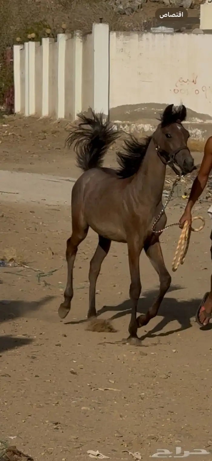 مهره شعبيه للبيع 4