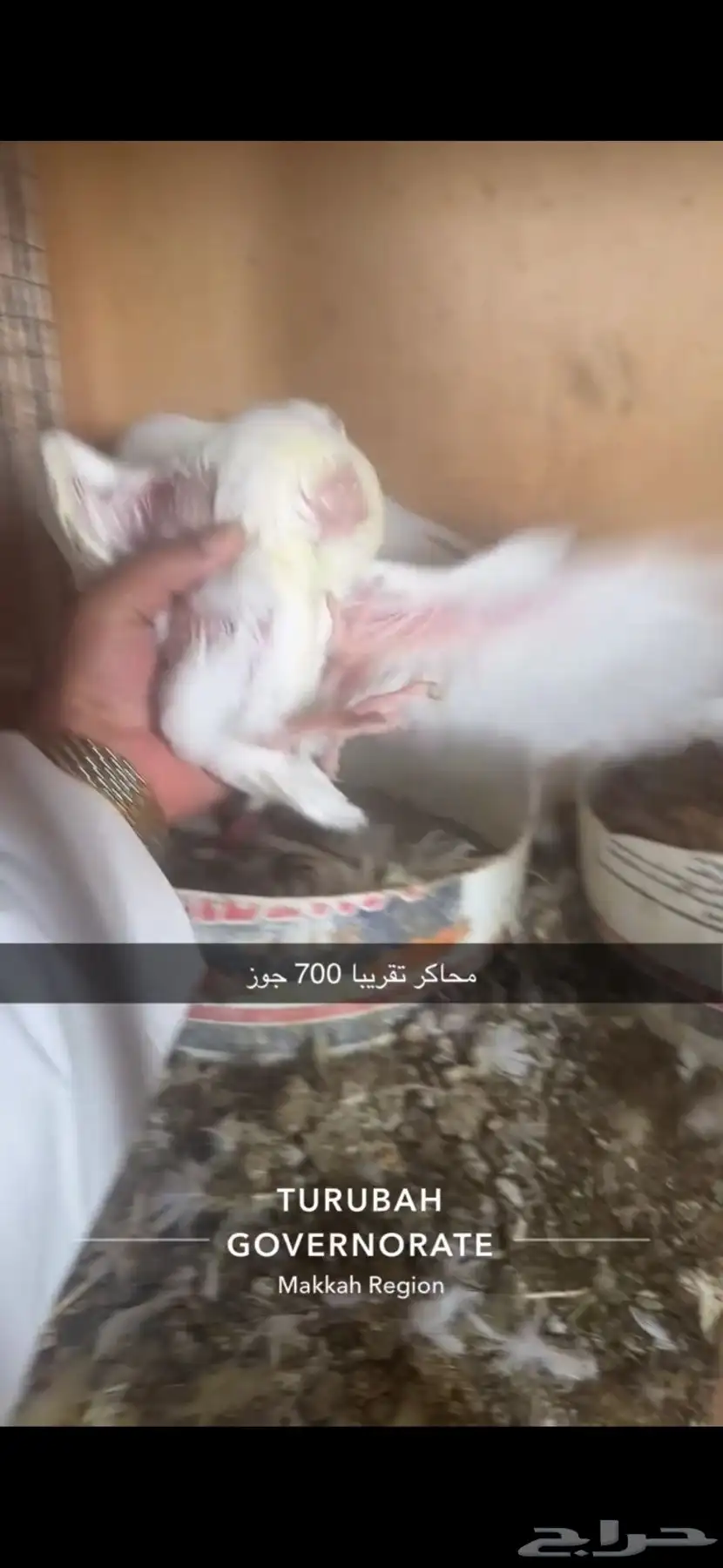 حمام فرنسي لاحم سوبر جامبو سلفر 1