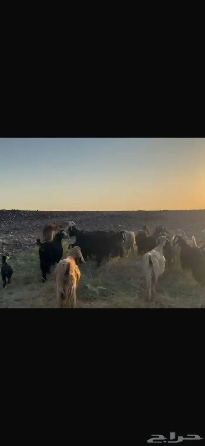 مراح معزا بدويه بعياله. تم البيع 2