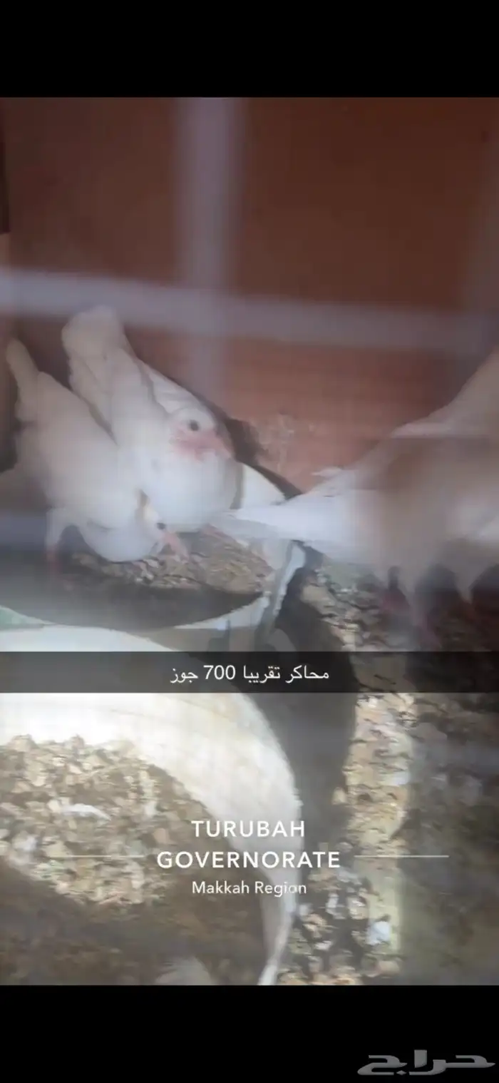 حمام فرنسي لاحم سوبر جامبو سلفر 6