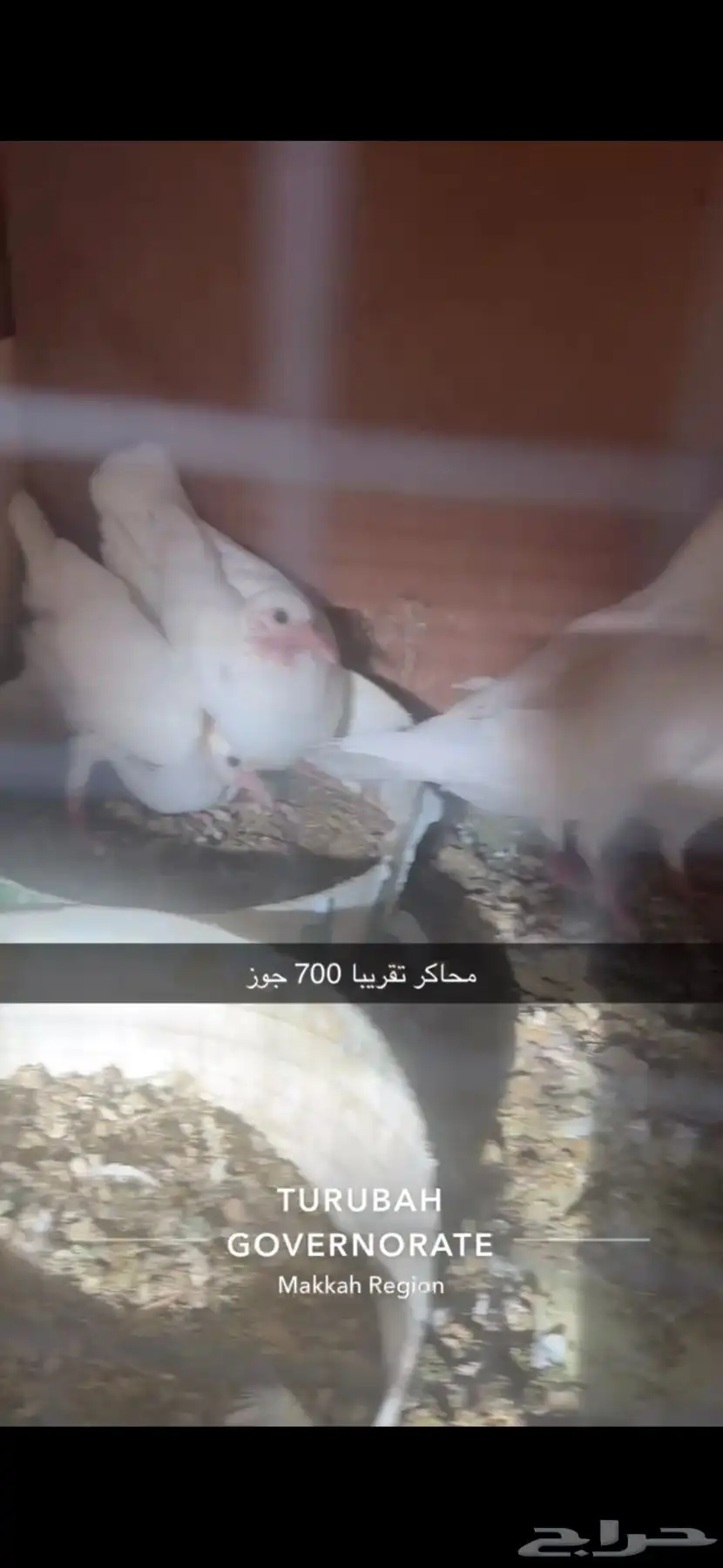 حمام فرنسي لاحم سوبر جامبو سلفر 6