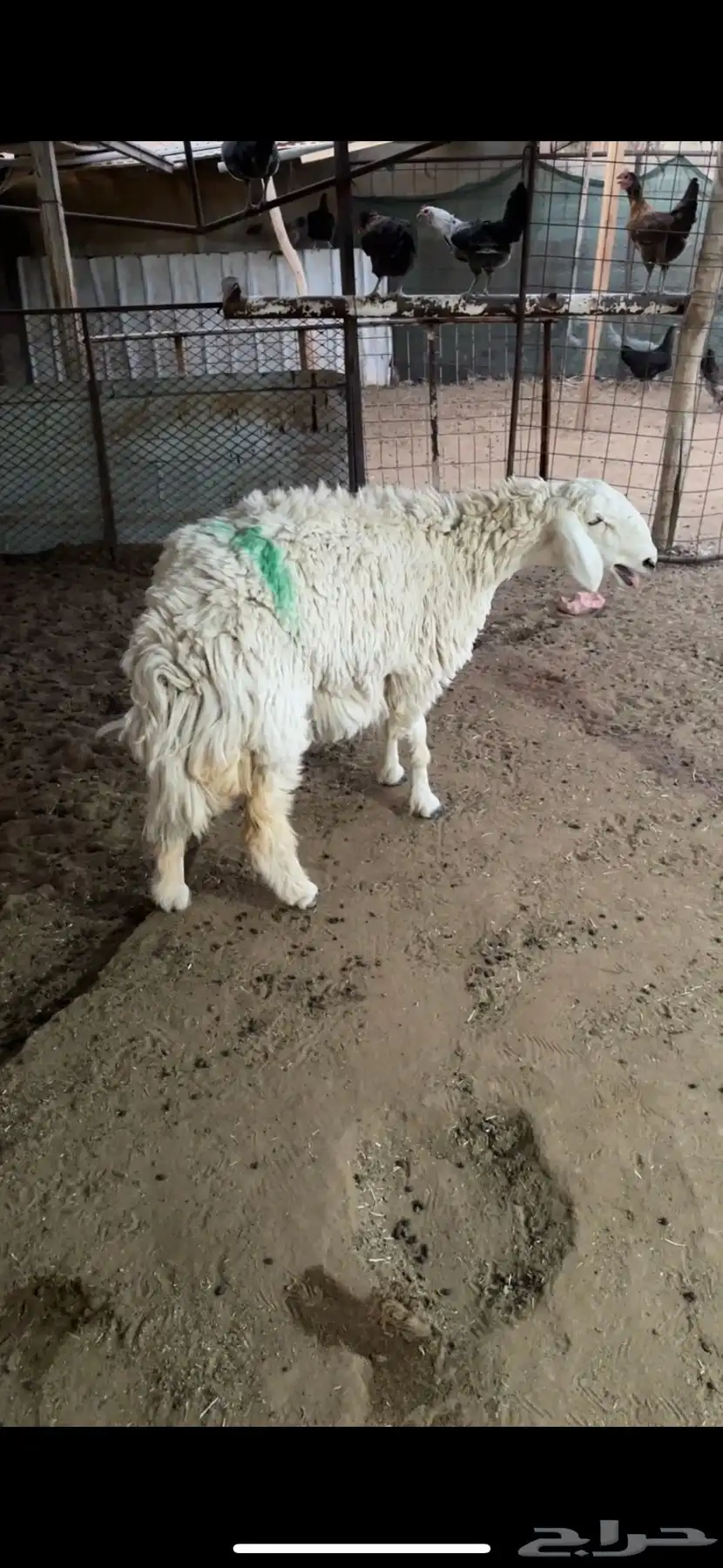 رخل حريه 0