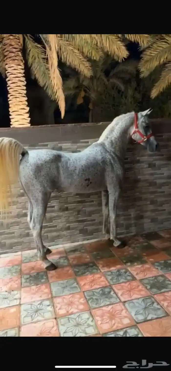 فرس عربية 2