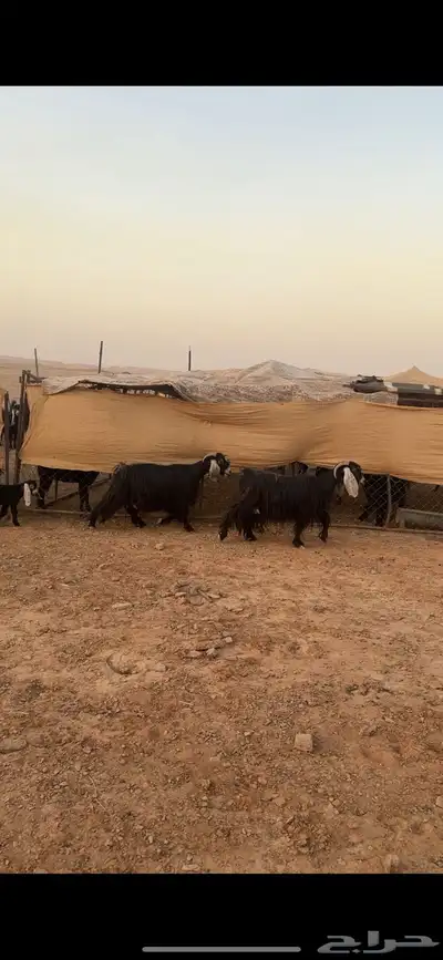 متابيع عوارض صنف((( تم البييع الله يبارك للجميييع ))) 3