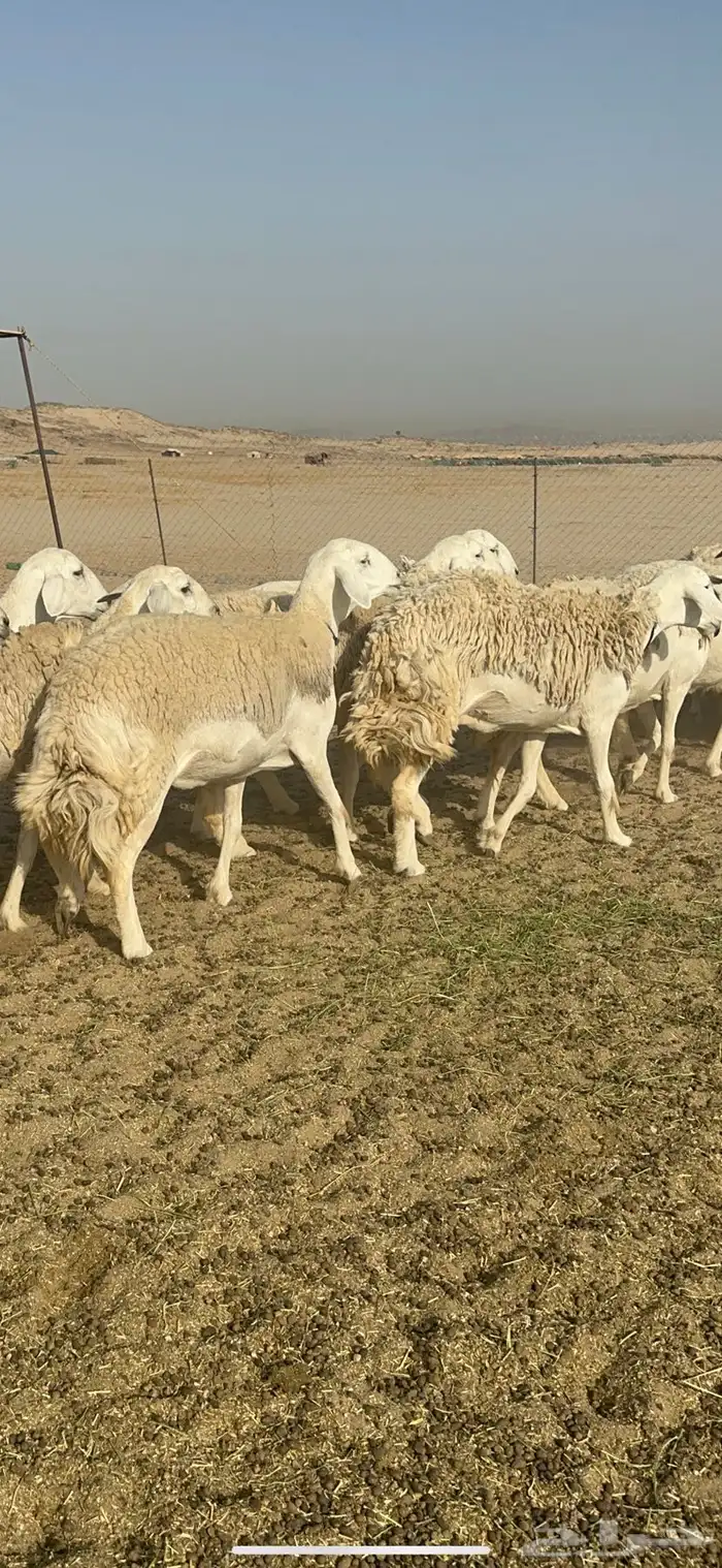 رخال نوادر حرش درجة اولى 2