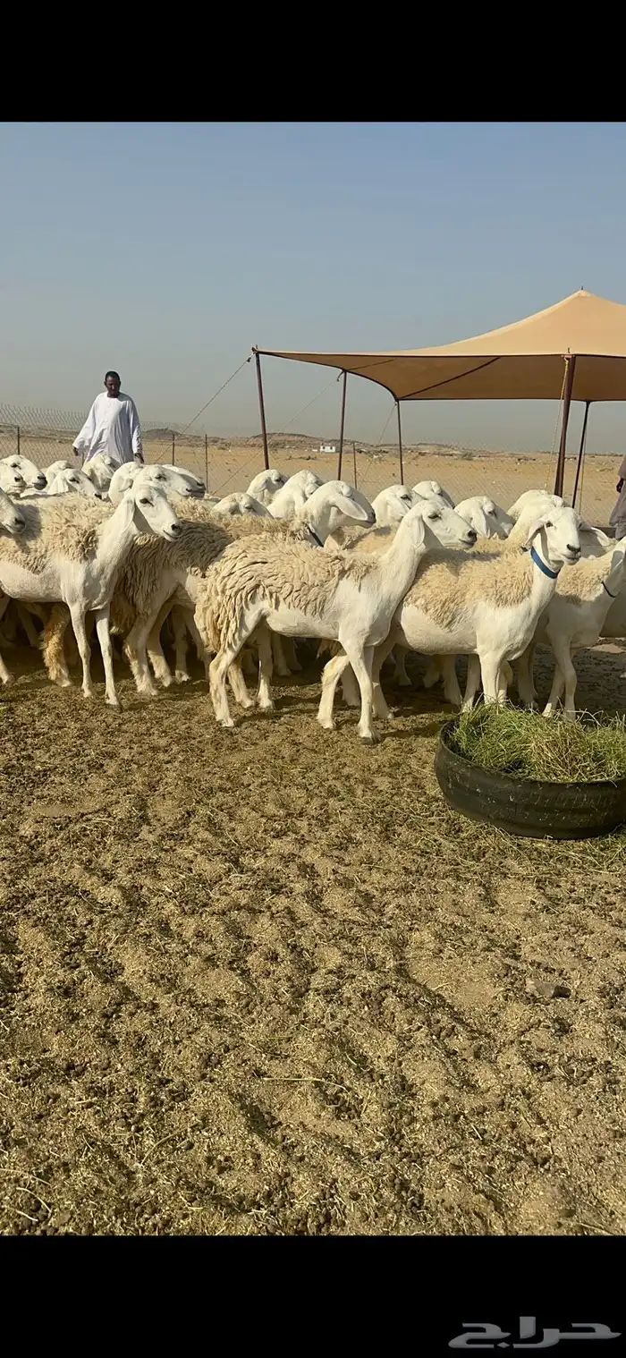 رخال نوادر حرش درجة اولى 8