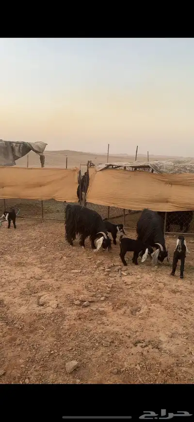 متابيع عوارض صنف((( تم البييع الله يبارك للجميييع ))) 0