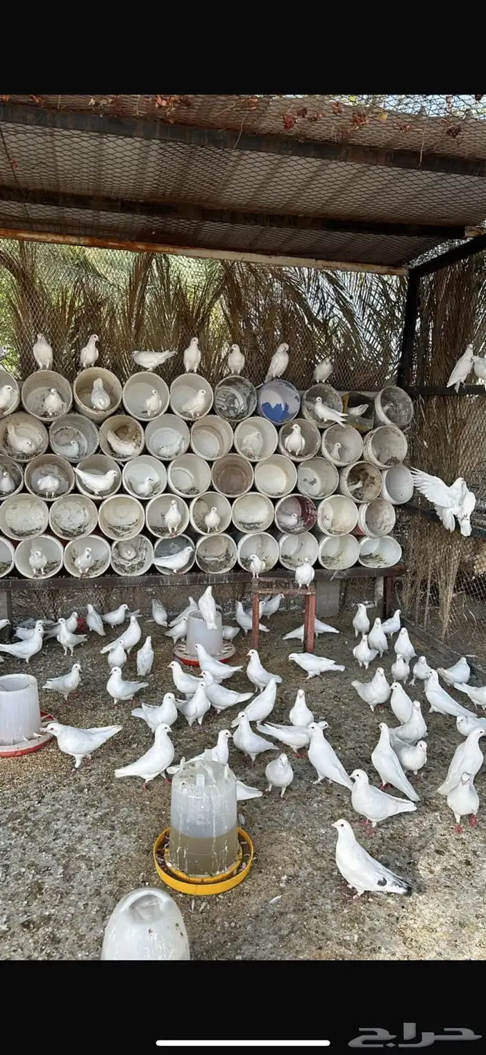حمام فرنسي ا 0