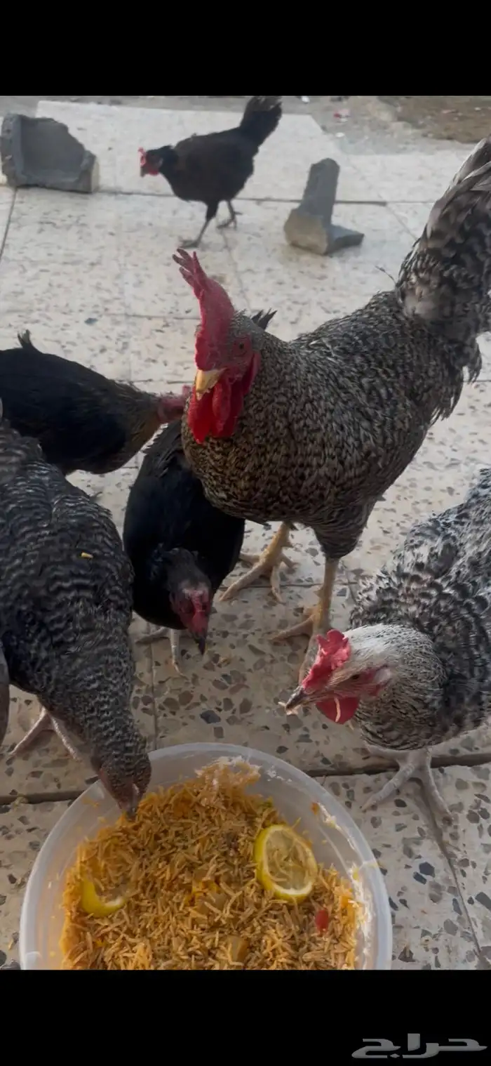 دجاج بياض اصناف قويه 0