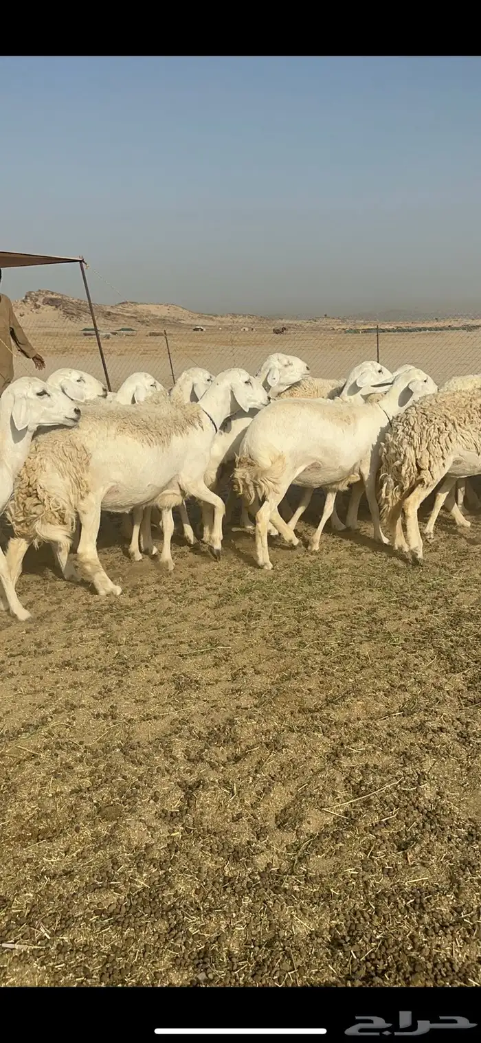 رخال نوادر حرش درجة اولى 1