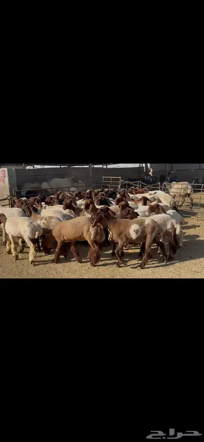 جذعات نعيم فاخره . 5
