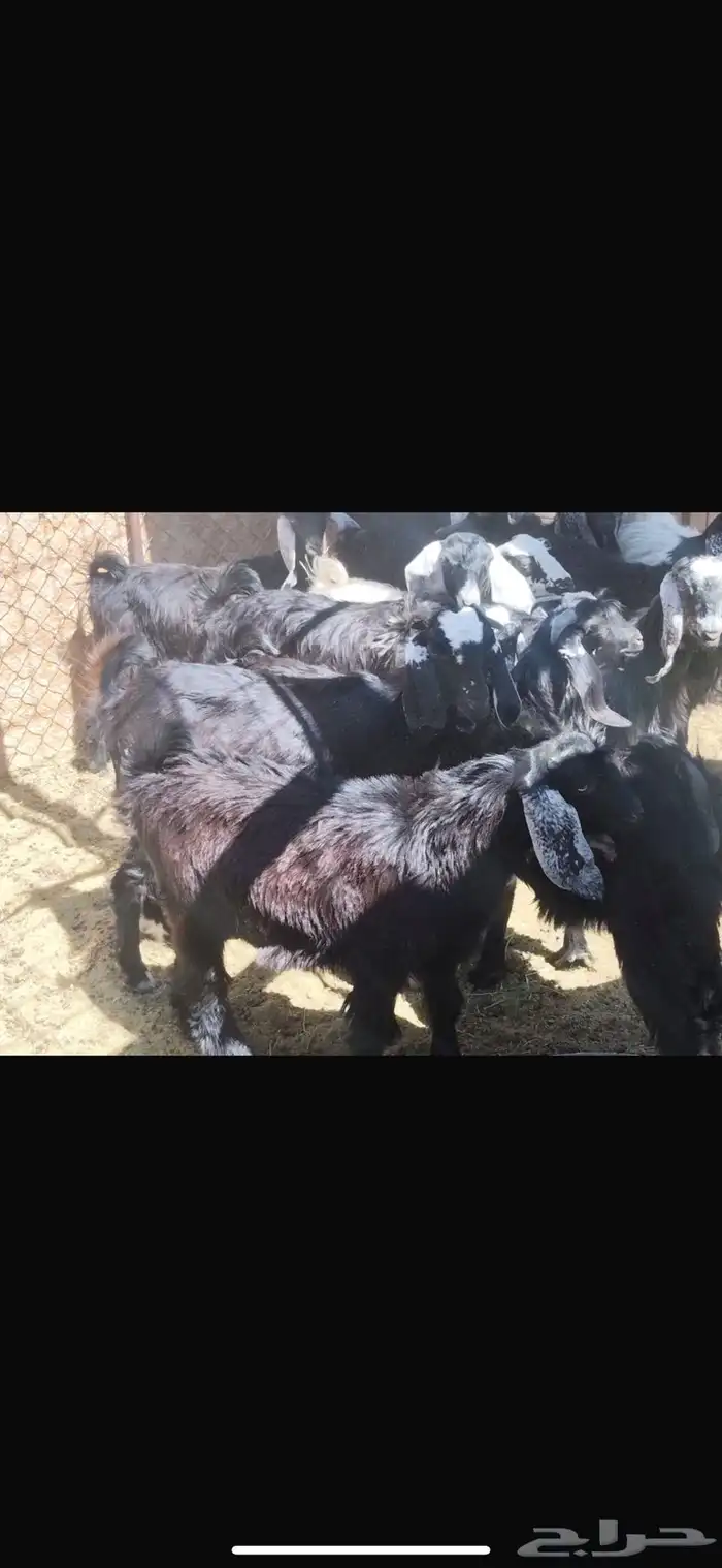 جفار وتيوس للبيع الجاد التواصل ع الواتس 4