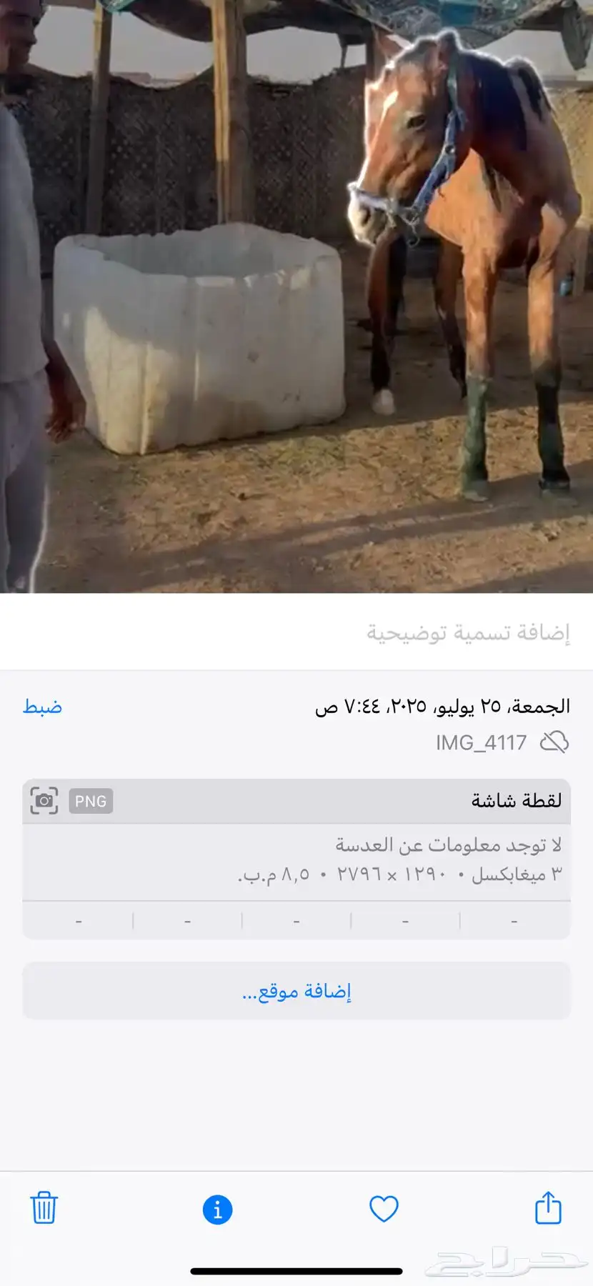 فرس للبيع لقحه لها 4 شهر في إلقاح ومعها جواز وفيها الحمره 0